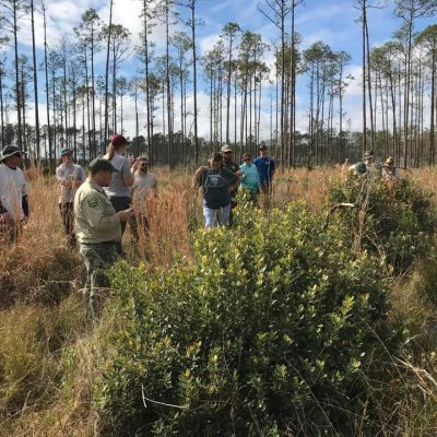 A group of people learn about downy rose-myrtle while standing in a longleaf pine savannah
